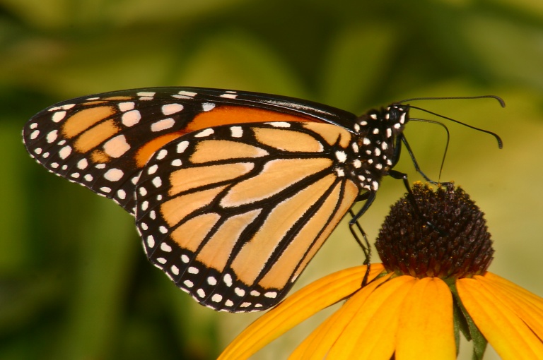 Monarch Sipping Black eyed Susan2